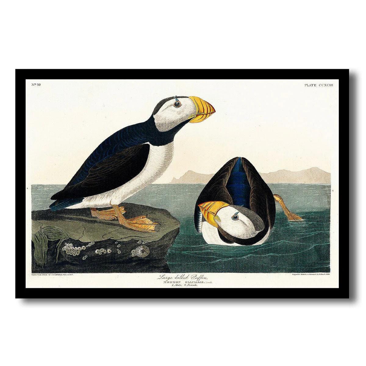 Large billed Puffin by John J. Audubon