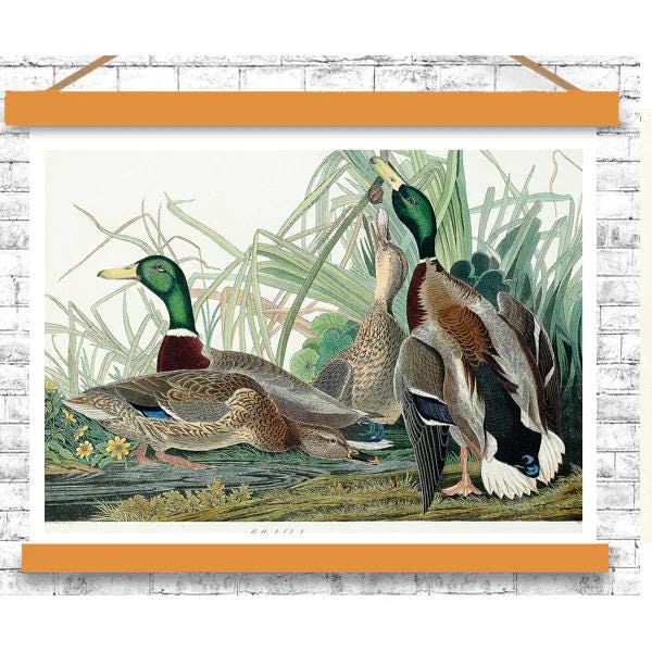 Mallard Duck by John J. Audubon