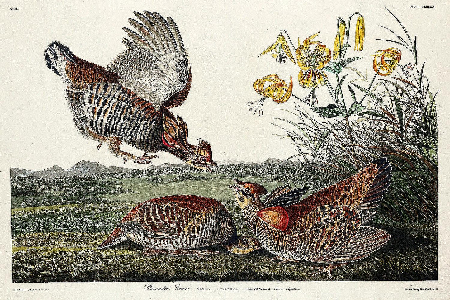 Pinnated Grouse by John J. Audubon