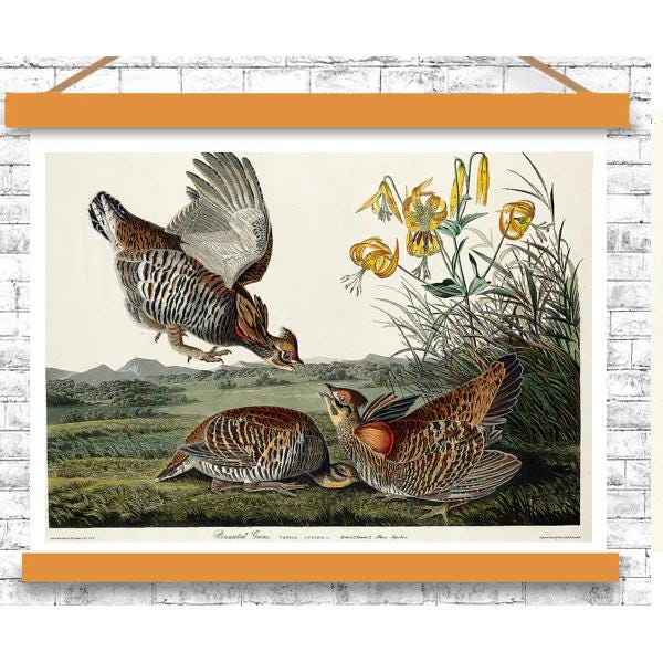 Pinnated Grouse by John J. Audubon