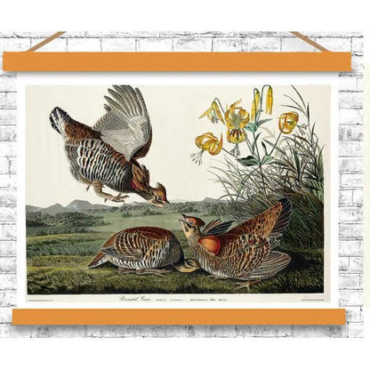 Pinnated Grouse by John J. Audubon