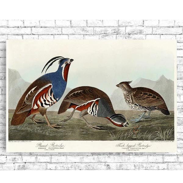 Plumed Partridge and Thick-legged Partridge by John J. Audubon