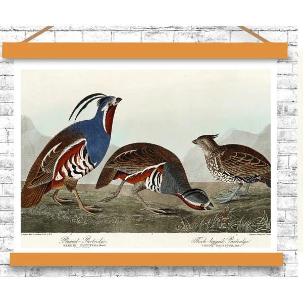 Plumed Partridge and Thick-legged Partridge by John J. Audubon
