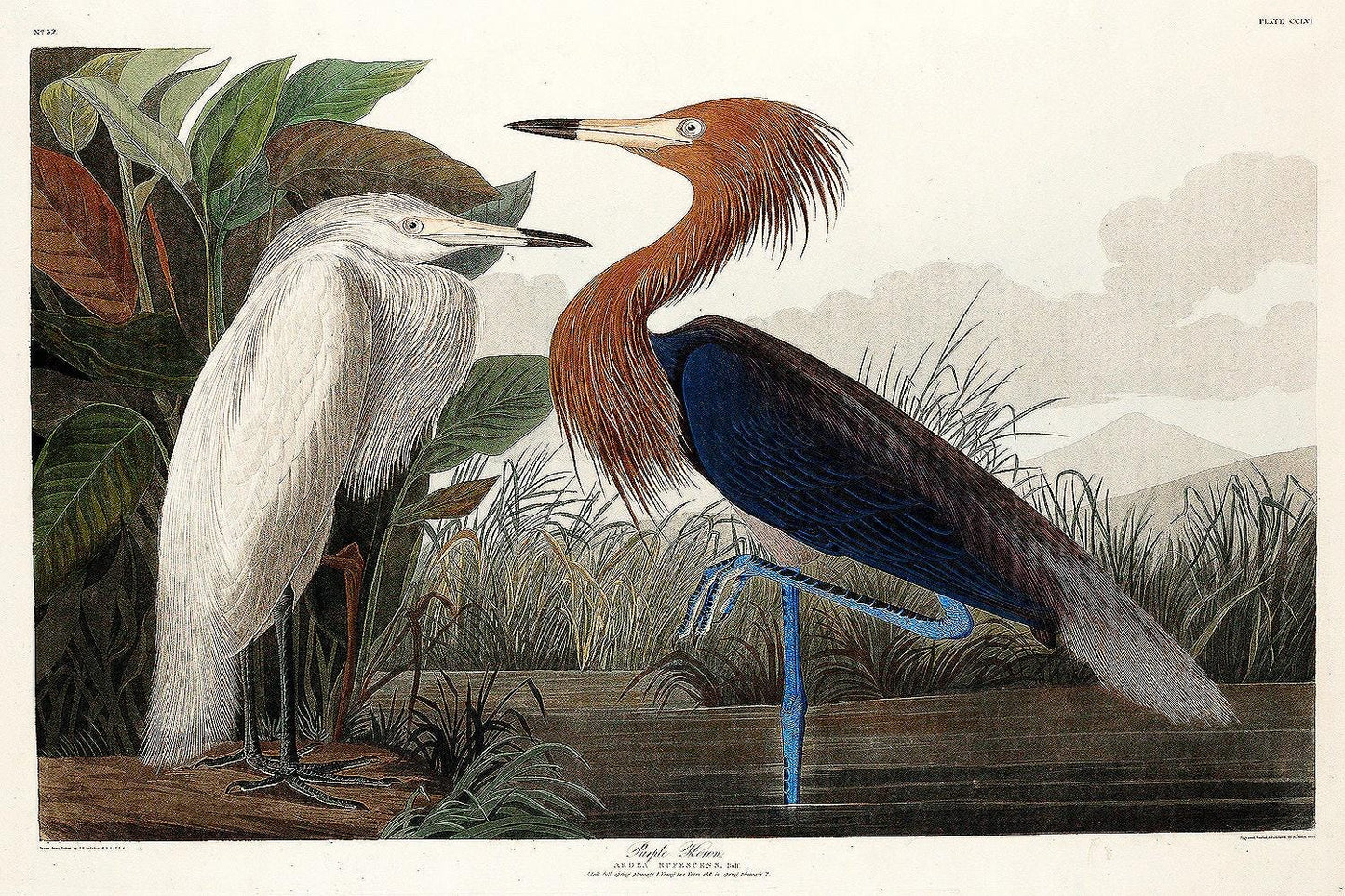 Purple Heron by John J. Audubon