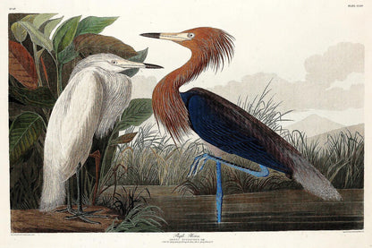 Purple Heron by John J. Audubon