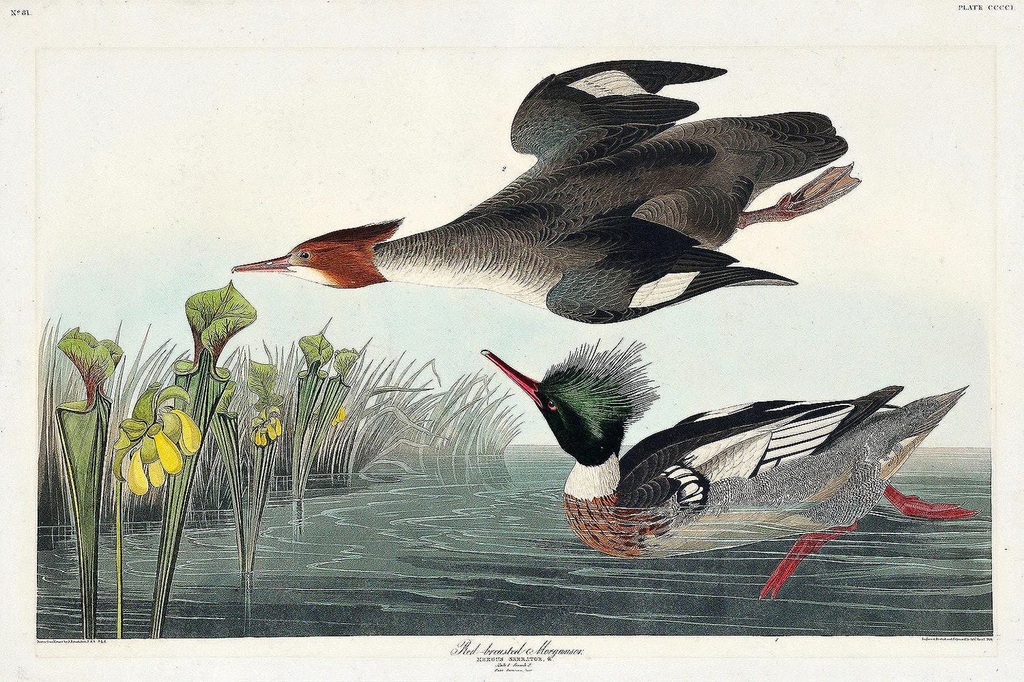 Red-breasted Merganser by John J. Audubon