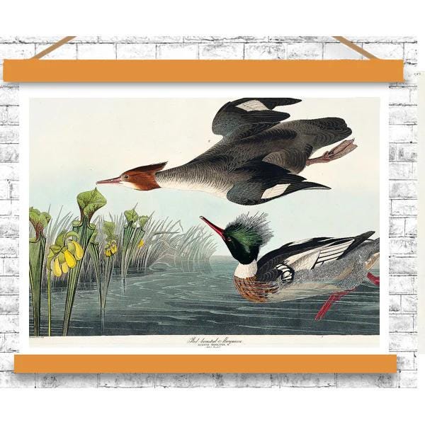 Red-breasted Merganser by John J. Audubon