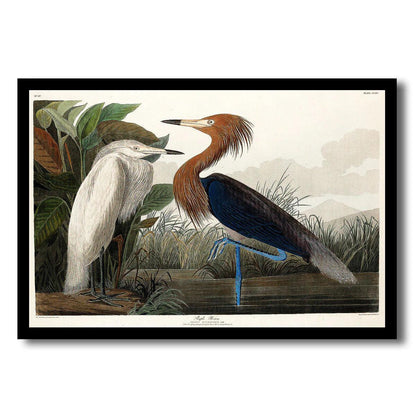 Red-breasted Merganser by John J. Audubon