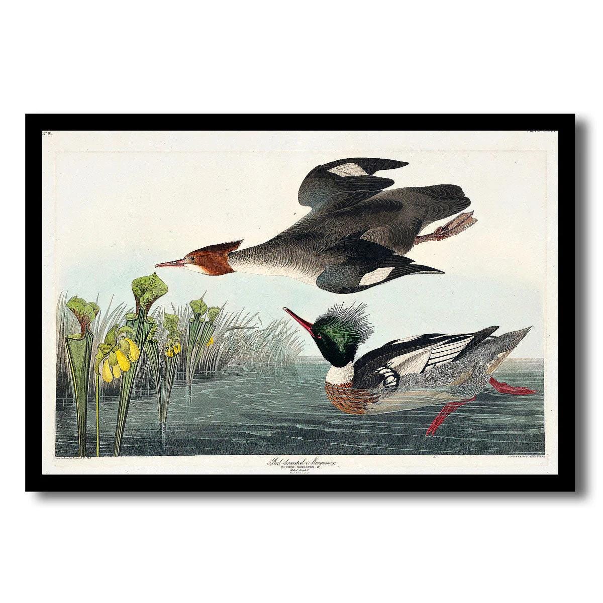 Red-breasted Merganser by John J. Audubon