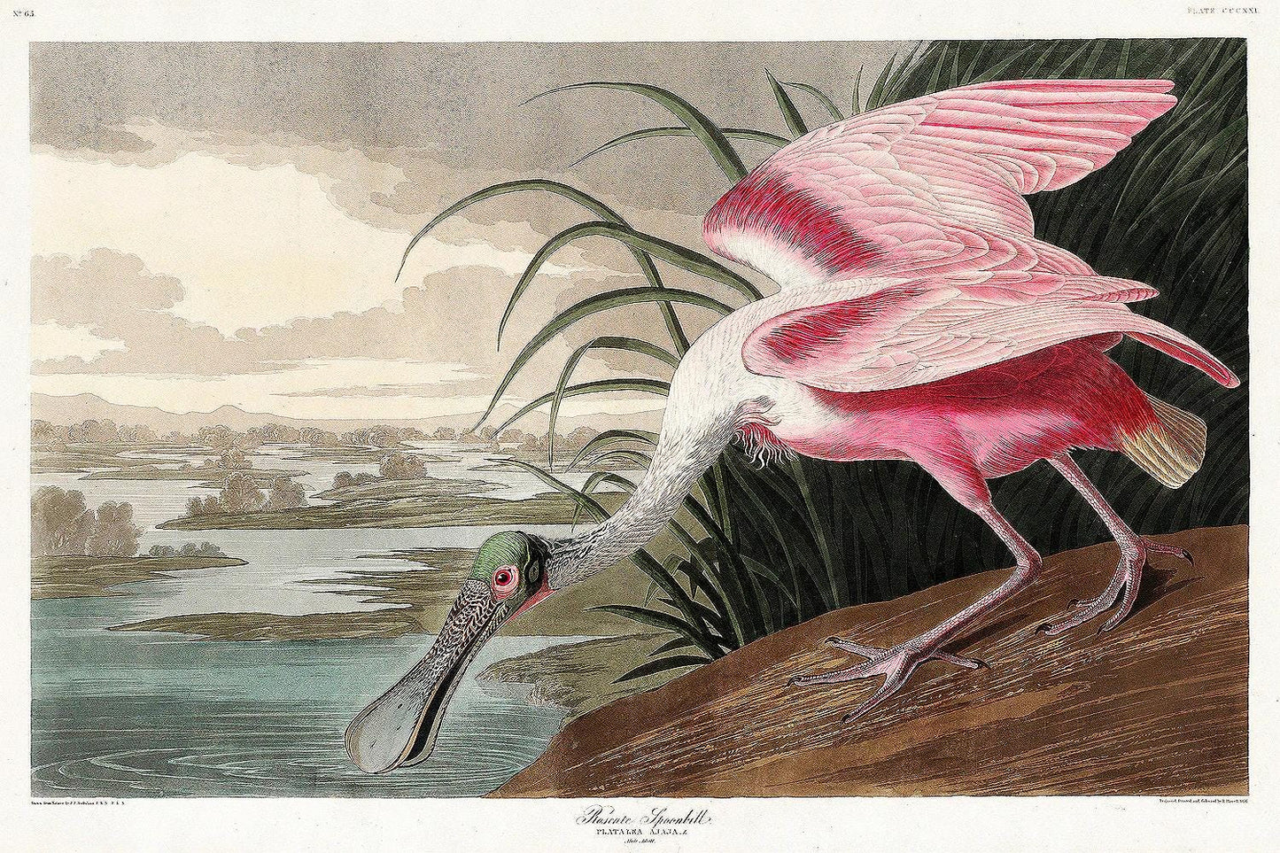 Roseate Spoonbill by John J. Audubon