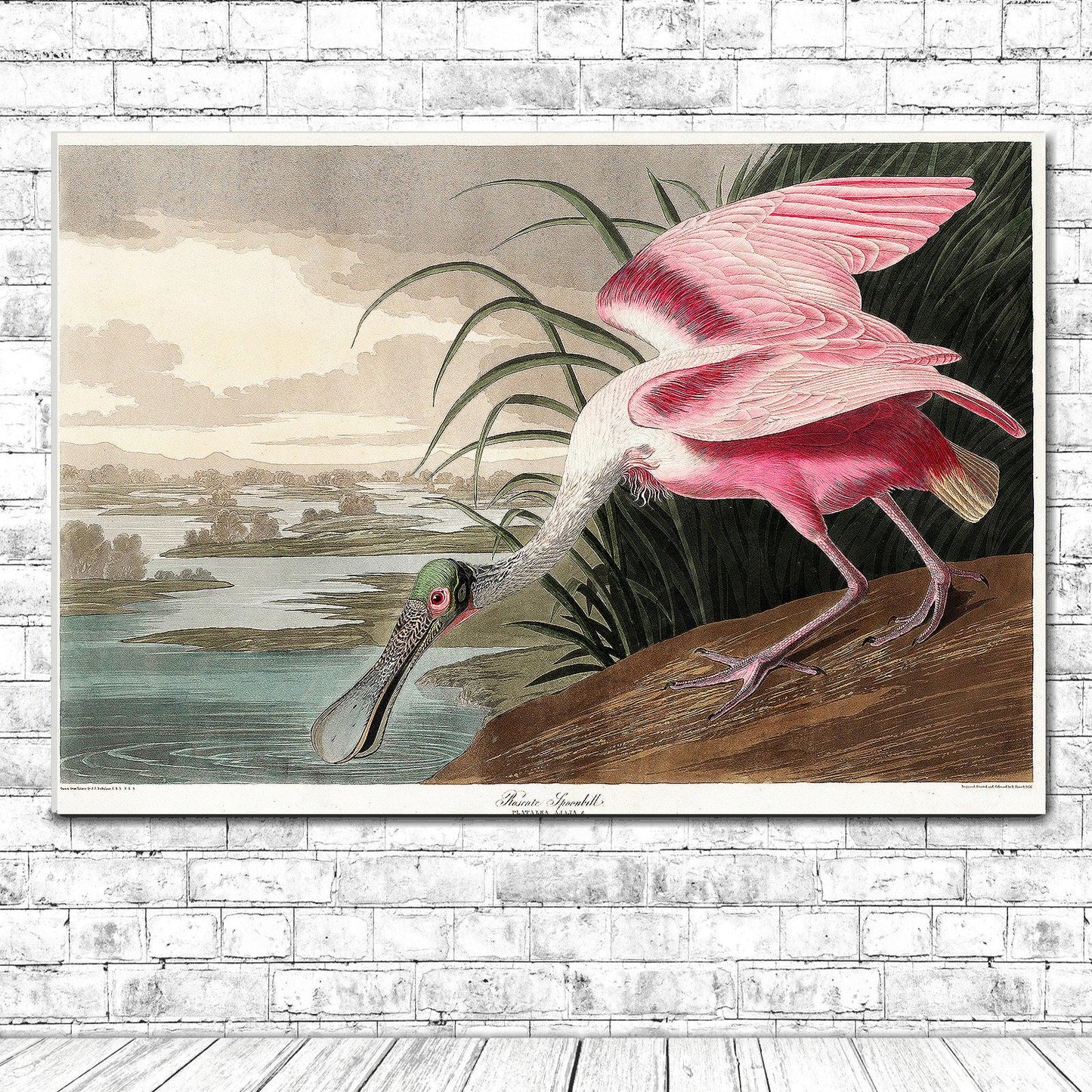 Roseate Spoonbill by John J. Audubon