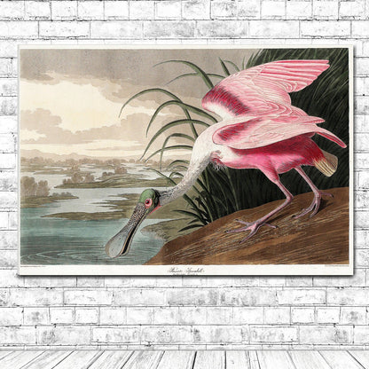 Roseate Spoonbill by John J. Audubon