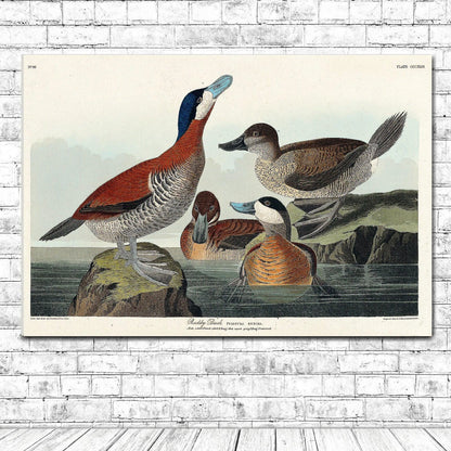 Ruddy Duck by John J. Audubon