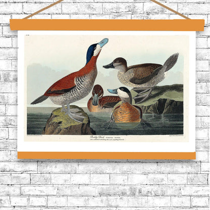 Ruddy Duck by John J. Audubon