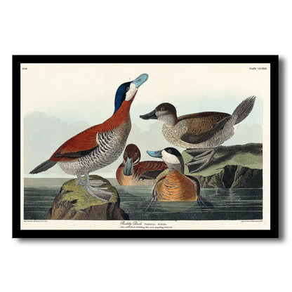 Ruddy Duck by John J. Audubon