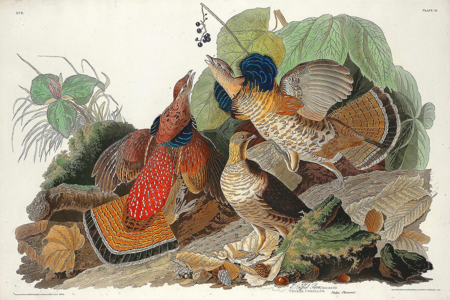 Ruffed Grouse by John J. Audubon | Canvas Only | Boarder Options