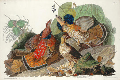 Ruffed Grouse by John J. Audubon | Canvas Only | Boarder Options