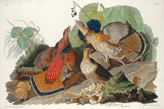 Ruffed Grouse by John J. Audubon