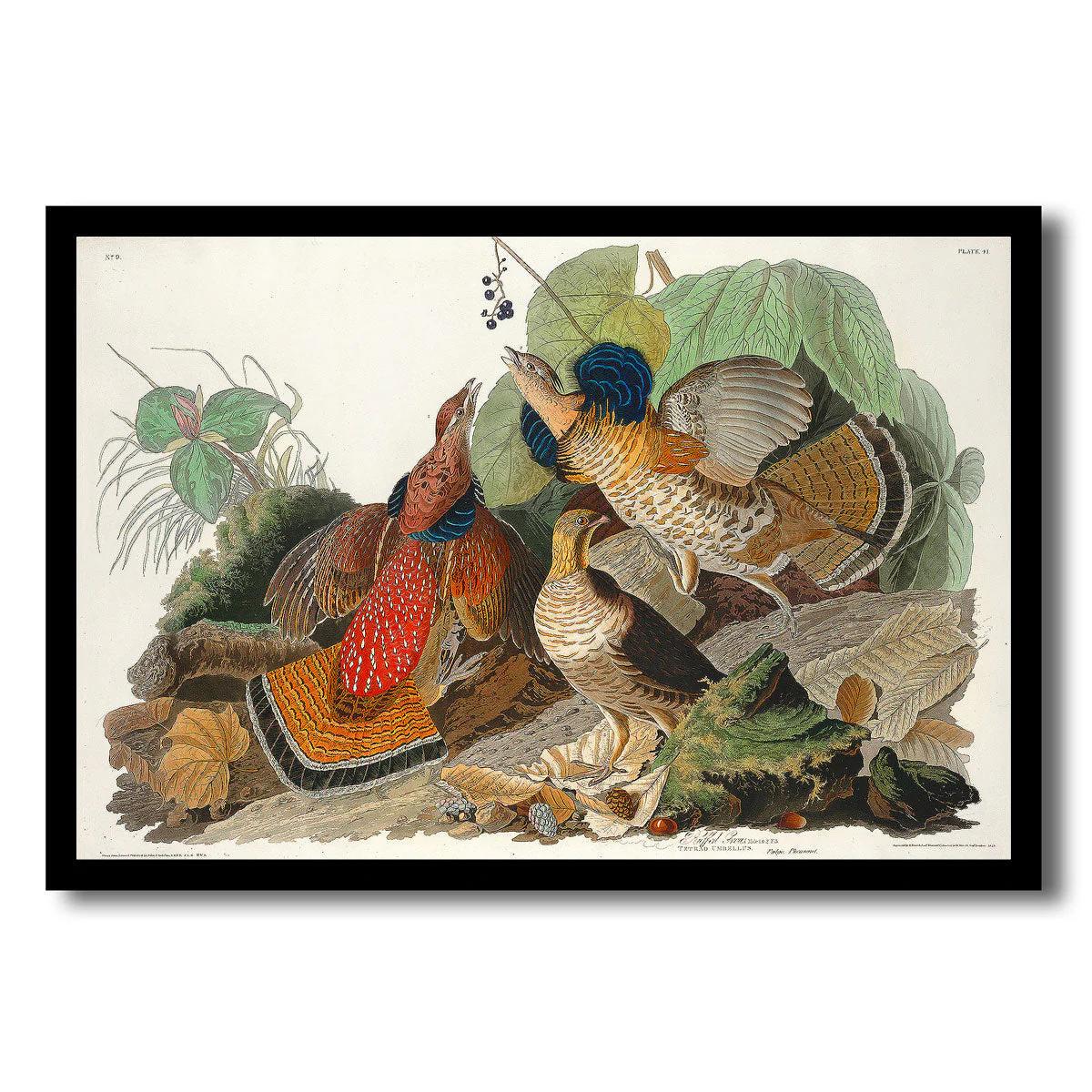 Ruffed Grouse by John J. Audubon