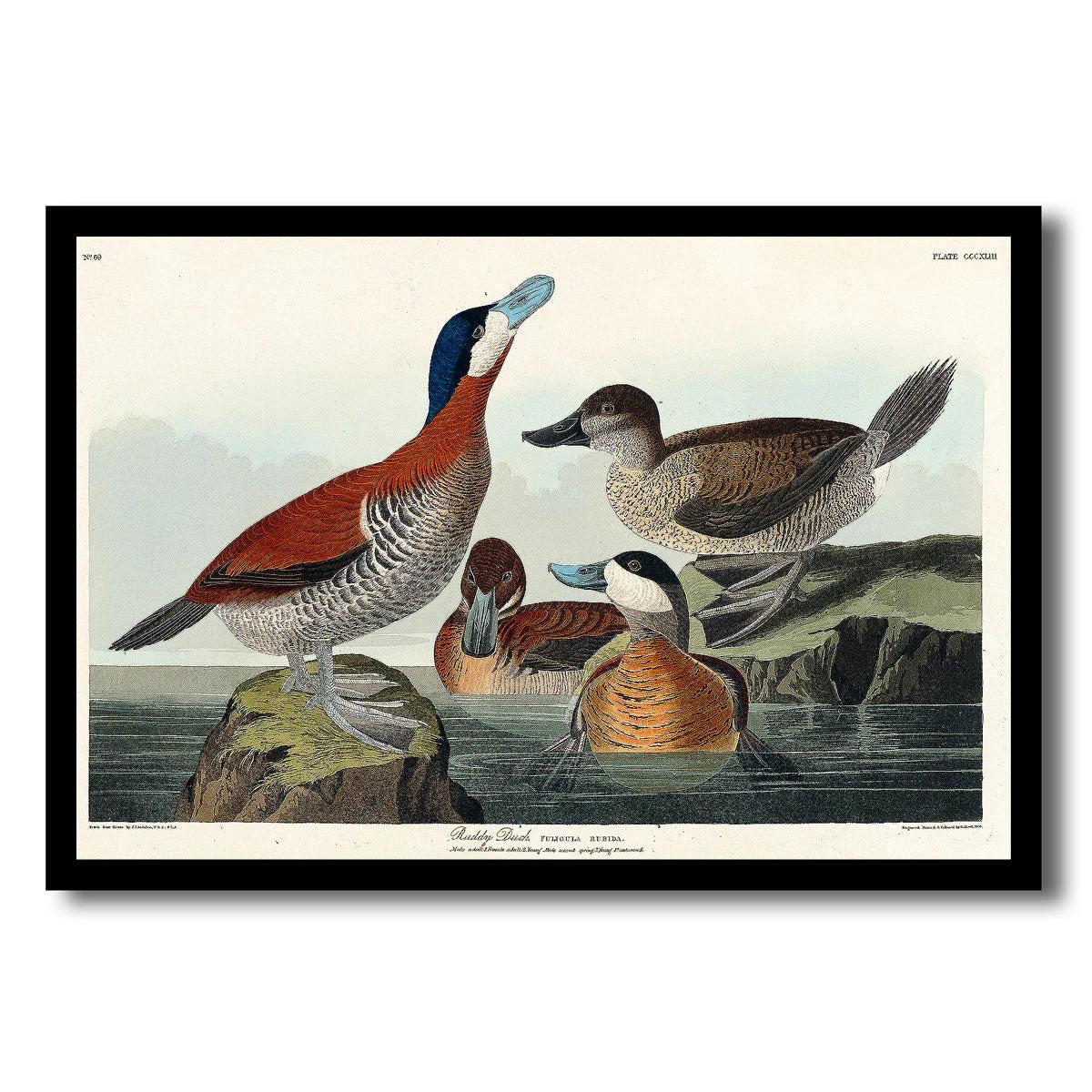 Ruffed Grouse by John J. Audubon