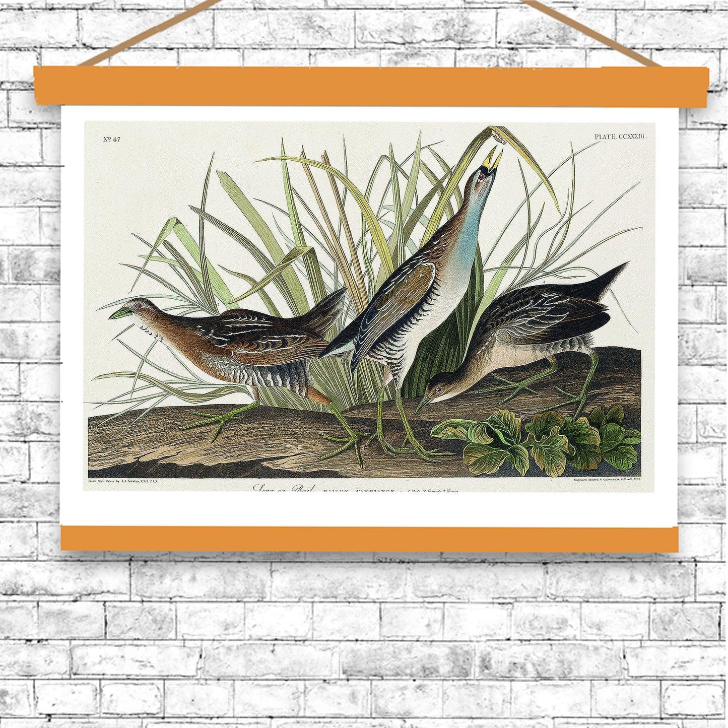 Sora(or Rail) by John J. Audubon