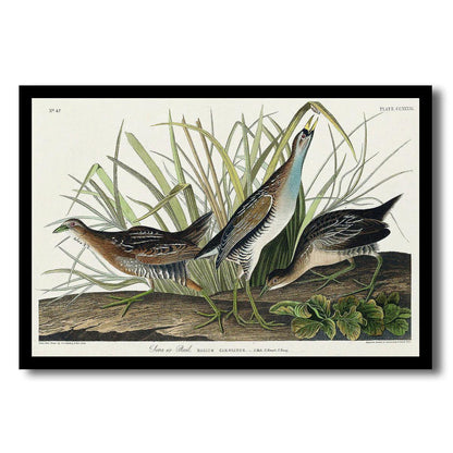Sora(or Rail) by John J. Audubon