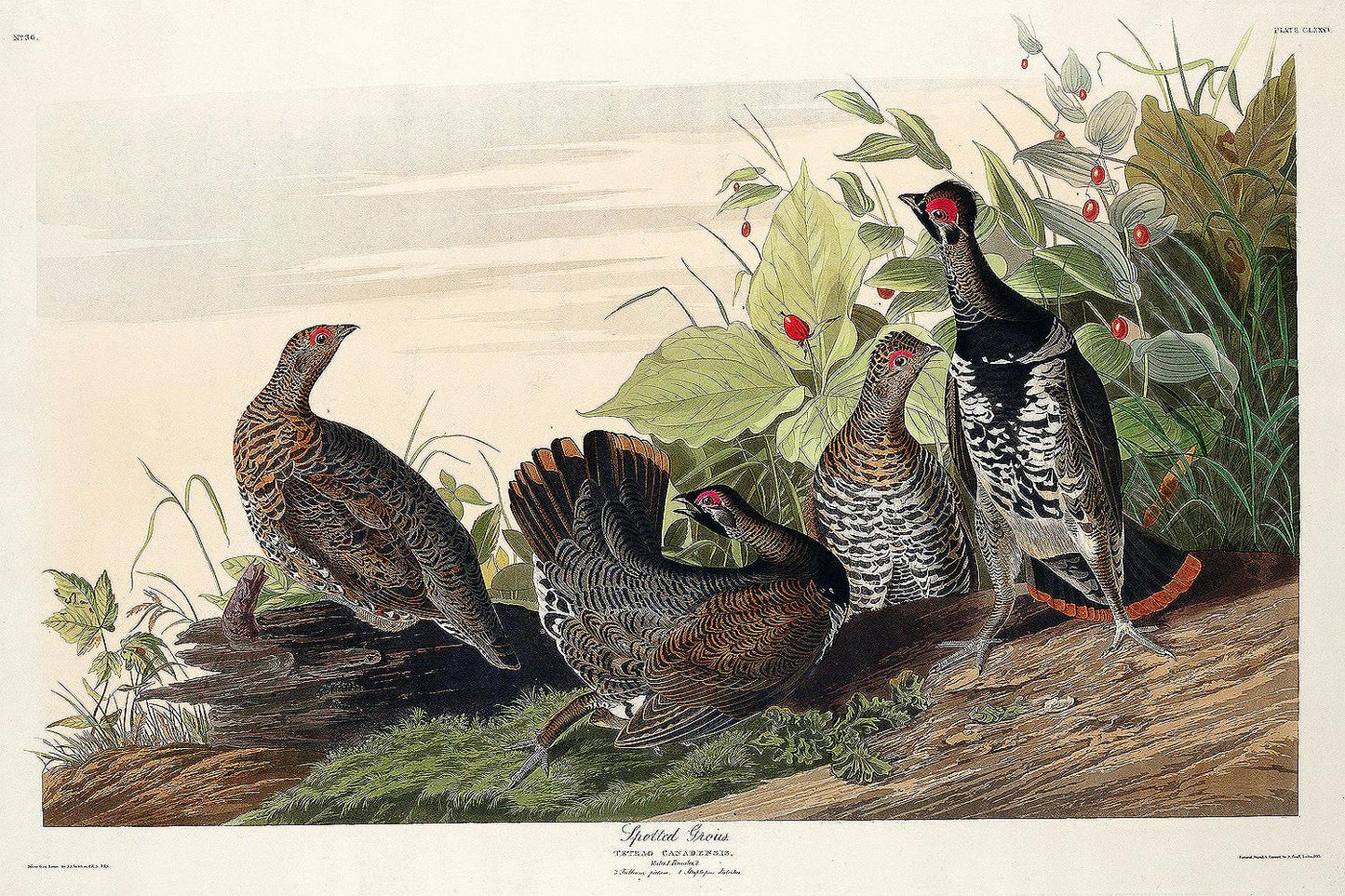 Spotted Grouse by John J. Audubon