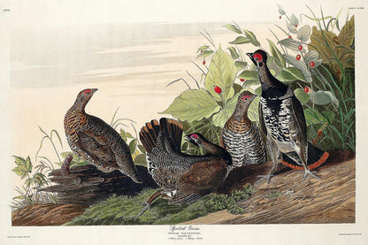 Spotted Grouse by John J. Audubon
