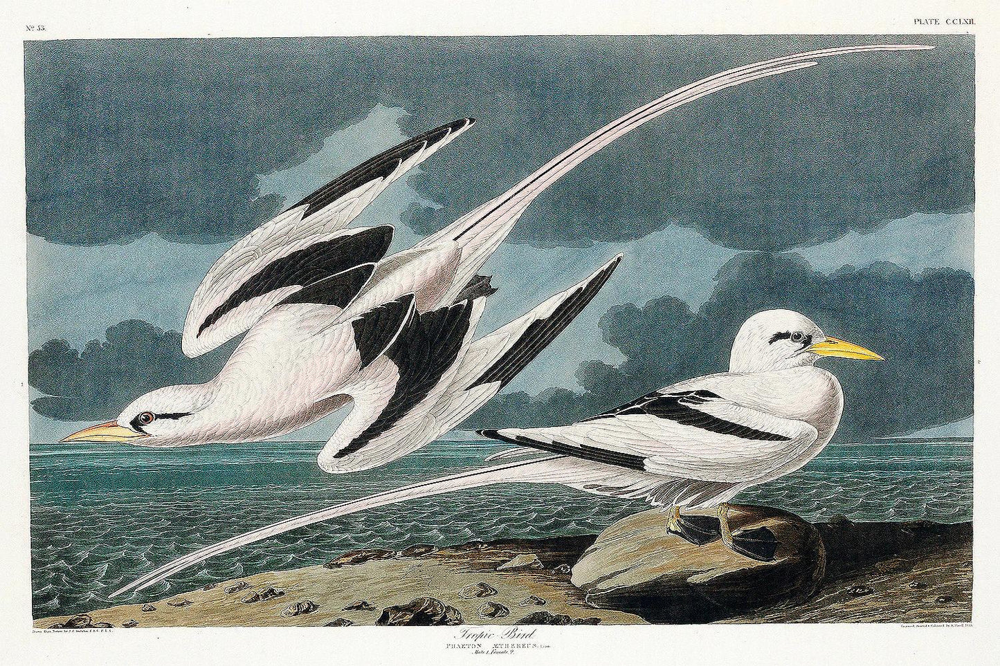 Tropic Bird by John J. Audubon