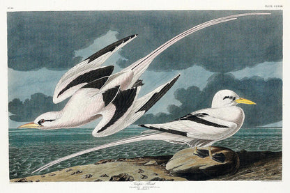 Tropic Bird by John J. Audubon