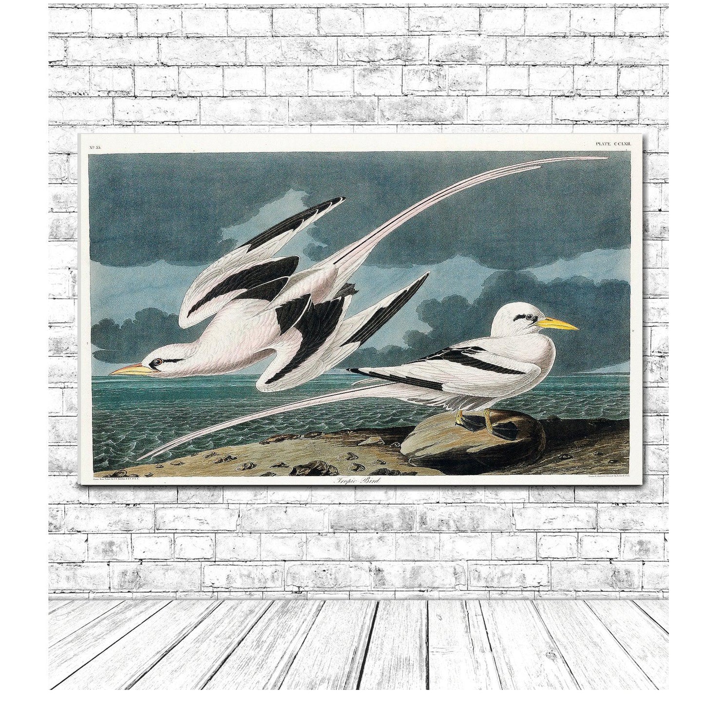 Tropic Bird by John J. Audubon