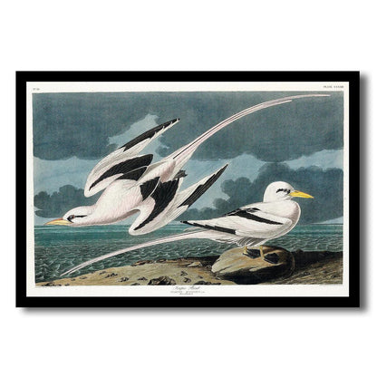 Tropic Bird by John J. Audubon