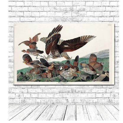 Virginian Partridge by John J. Audubon