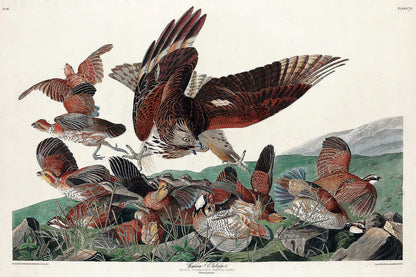 Virginian Partridge by John J. Audubon