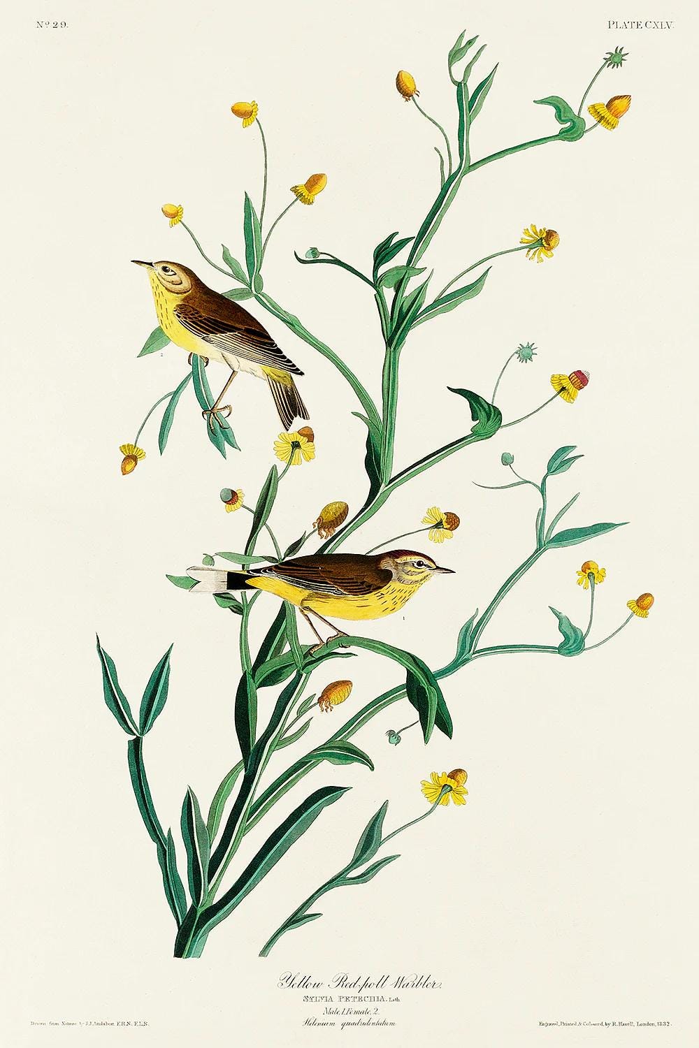 Illustration of two birds perched on a branch with flowers