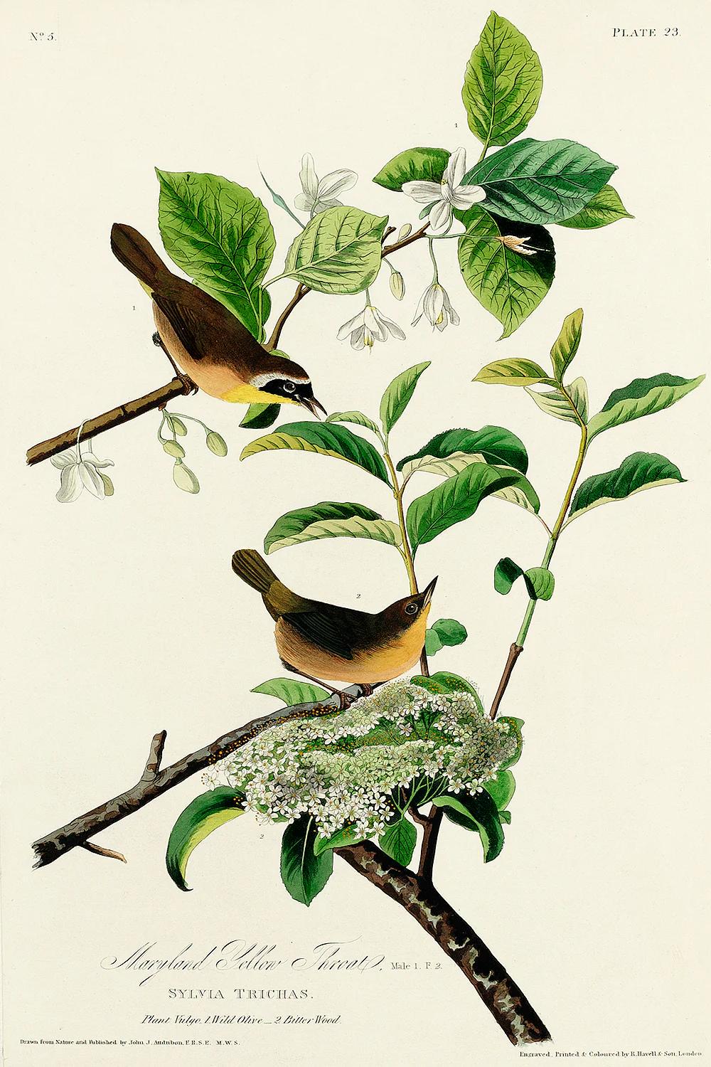 Illustration of two birds on branches with leaves and flowers