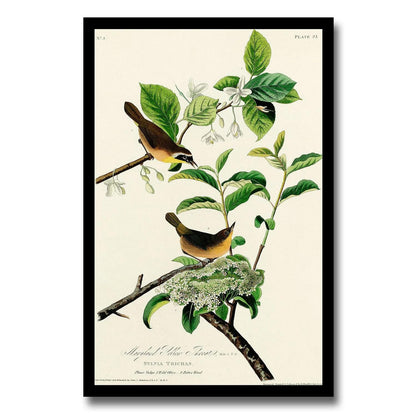 AA-Yellow-breasted Warbler by John J. Audubon