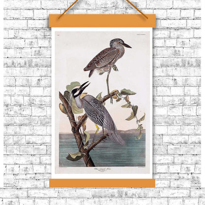 AA-Yellow-Crowned Heron by John J. Audubon