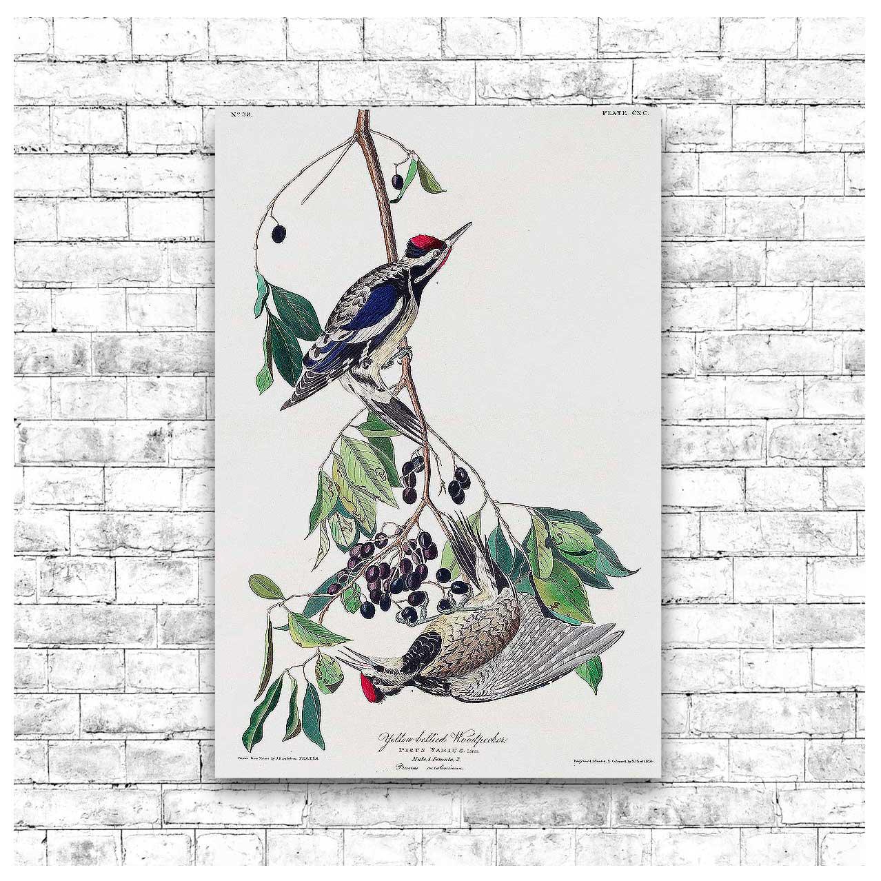 Yellow bellied Woodpecker by John J. Audubon