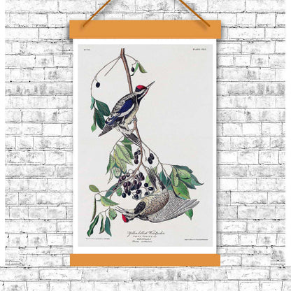 Yellow bellied Woodpecker by John J. Audubon