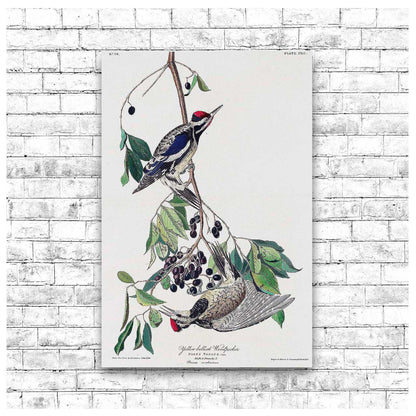 Yellow bellied Woodpecker by John J. Audubon
