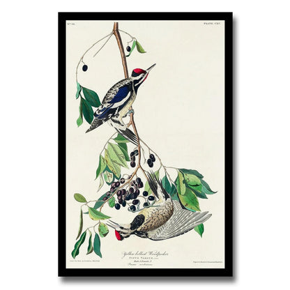 Yellow bellied Woodpecker by John J. Audubon