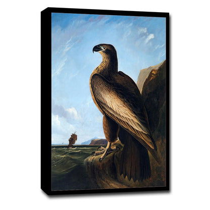 Washington Sea Eagle by John J. Audubon