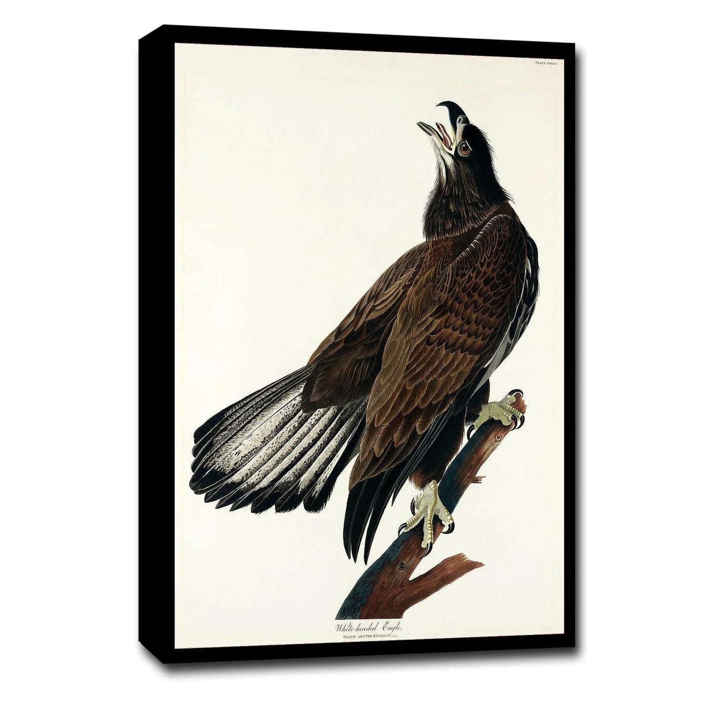 AA-White-headed Eagle by John J. Audubon