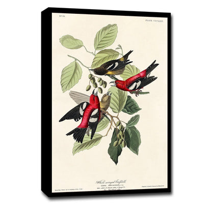 AA-White-winged Crossbill by John J. Audubon