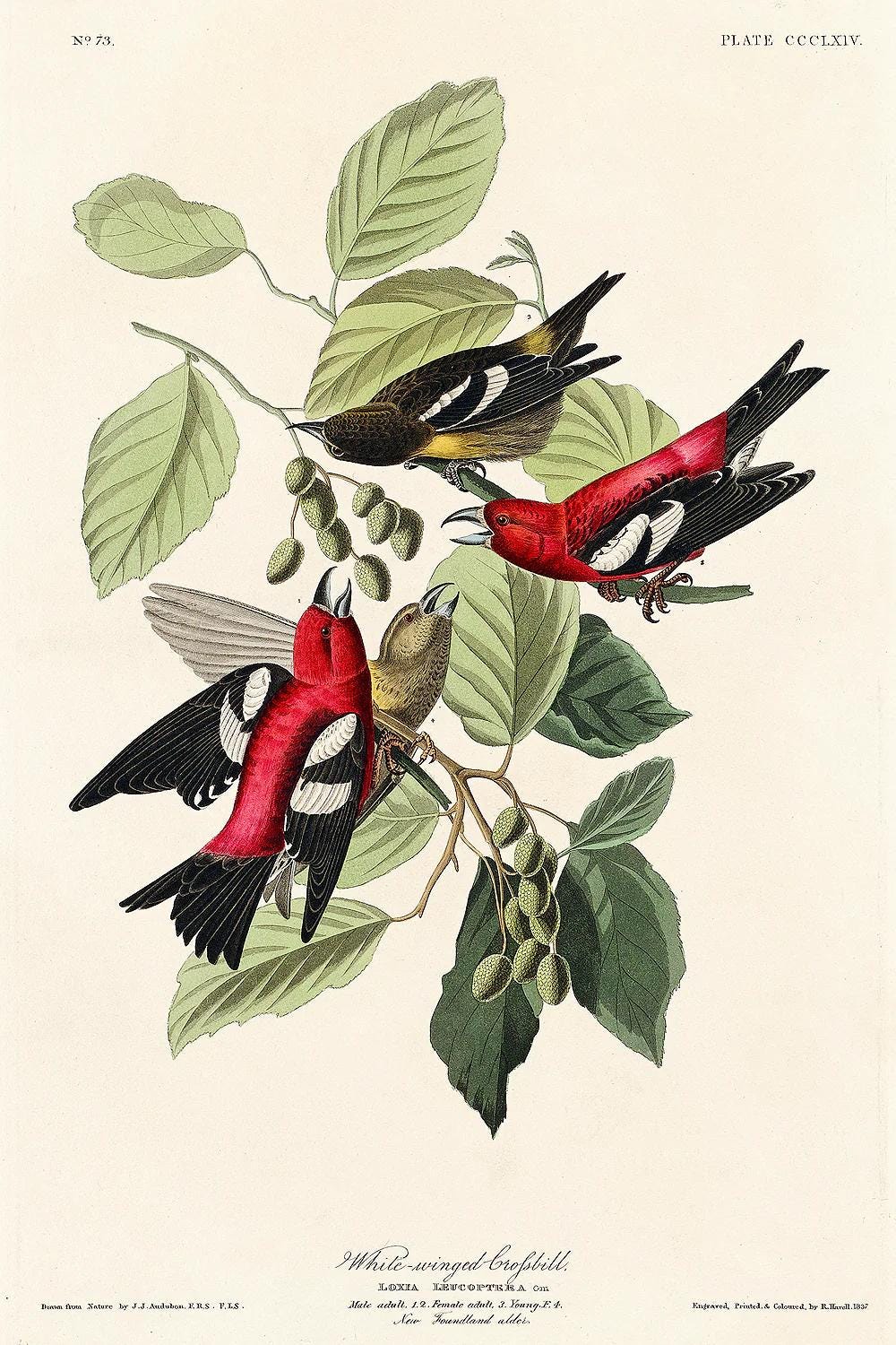 Illustration of birds perched on a branch with leaves