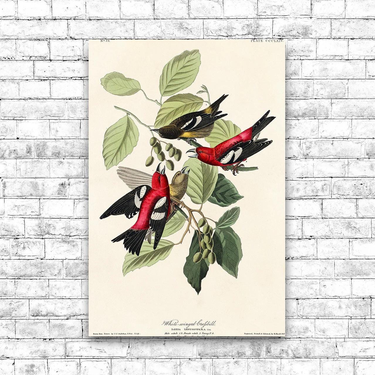 AA-White-winged Crossbill by John J. Audubon