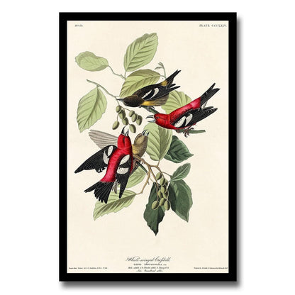 AA-White-winged Crossbill by John J. Audubon