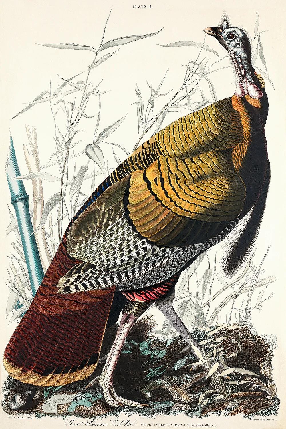 AA-Wild Turkey or Great American Cock by John J. Audubon