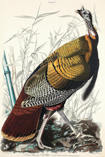 AA-Wild Turkey or Great American Cock by John J. Audubon